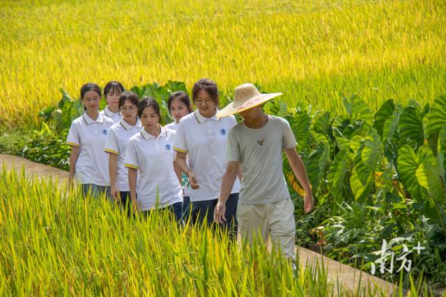 肇庆学院学生深入乡间田头了解农情。