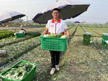 　　为抢抓蔬菜上市时间，梁志鹏每个月都会去帮农户收割蔬菜。通讯员供图